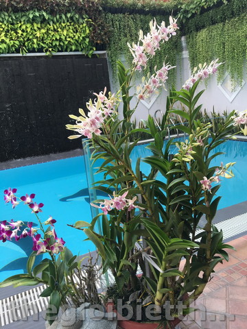 Long description image 1