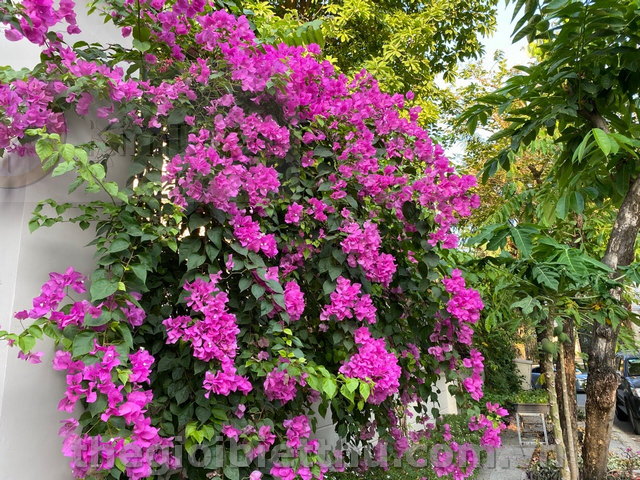 Long description image 1